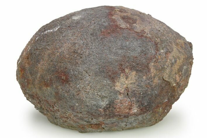 Silurian Fossil Crinoid (Scyphocrinites) Lobolith - Morocco #274946